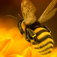 Bumble Bee  Bee Sting Sounds