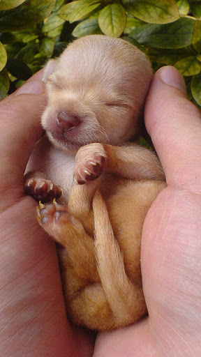 Android application chihuahua dog wallpaper screenshort