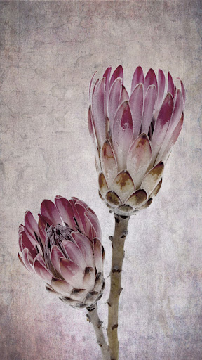 Protea Wallpaper