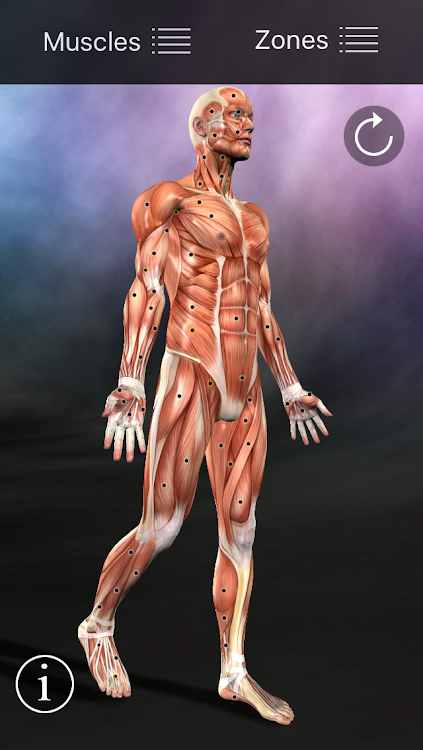 Muscle Trigger Point Anatomy - 2.5.1 - (Android)