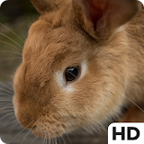 Rabbit HD Wallpapers icon