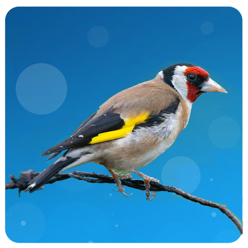 European goldfinch song logo