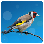 Cover Image of Download European goldfinch song  APK