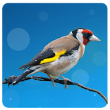 European goldfinch song icon