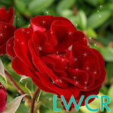 rose live wallpapers icon