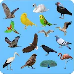 Cover Image of डाउनलोड पक्षी - सीखने वाले पक्षी  APK