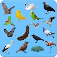 Птицы - Изучение Птиц