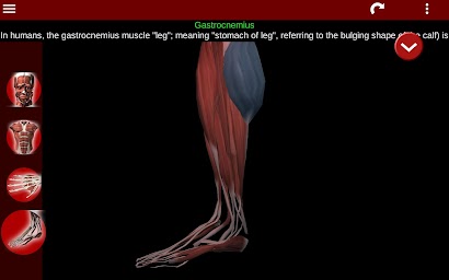 Muscular System 3D (anatomy)