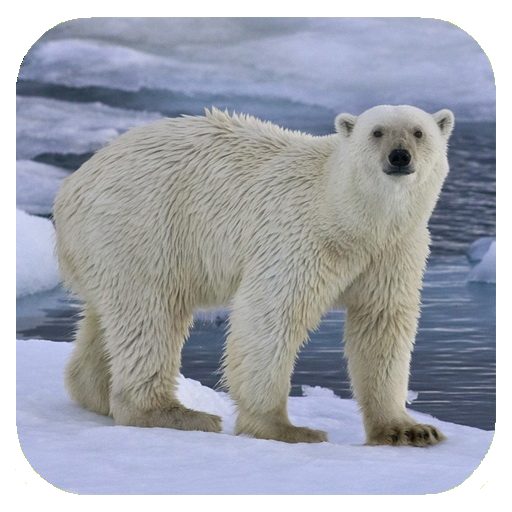 Polar bear HD. Video Wallpaper  Icon