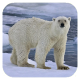 Polar bear HD. Video Wallpaper icon
