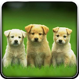 Pet Dog Simulator-Puppy Game icon