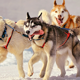 Siberian Husky Dogs Wallpapers icon