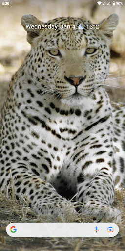 Download Big Cat Wallpapers Free for Android - Big Cat Wallpapers APK  Download 