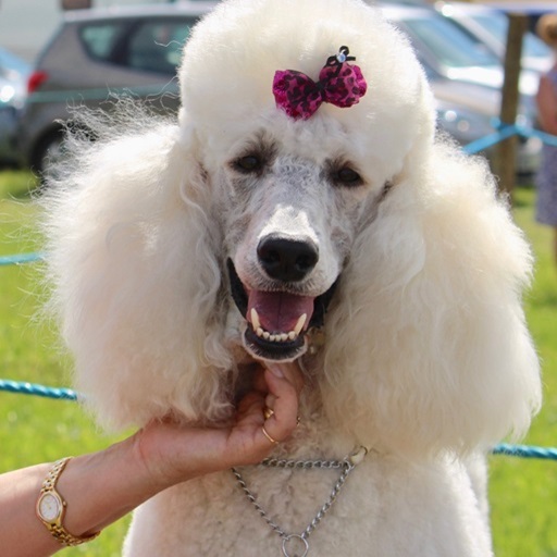 Poodle Dog Wallpapers logo