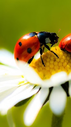 Ladybug Live Wallpaperのおすすめ画像5