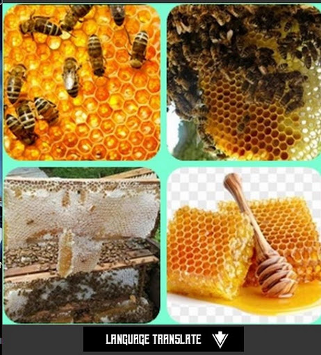 honey bee cultivation