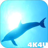 4K Dolphins Video Live Wallpaper icon