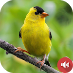 Cover Image of ダウンロード Goldfinch Sounds 1.1 APK