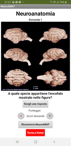 NeuroTest Screen 3