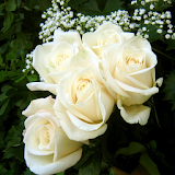 White Roses Wallpapers icon