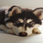 Cover Image of Download Stickers Husky Dog  APK