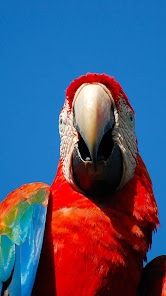 Captura 9 Venezuela wallpaper android