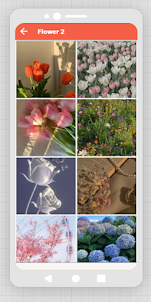 Flower-HD4k Wallpapers