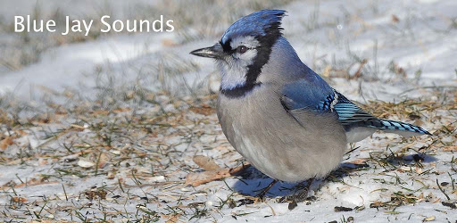 Blue Jay Sound On Windows Pc Download Free 1 4 Com Beloopsapps Bluejaysounds Bluejaybird Bluejaycalls