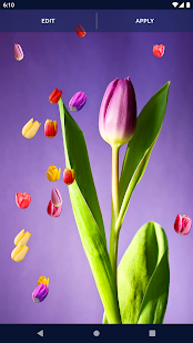 Tulip Spring 4K Wallpapers android2mod screenshots 4