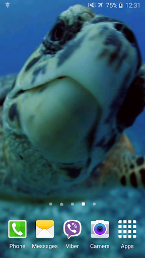 Turtle 4K Video Live Wallpaper Screen 3