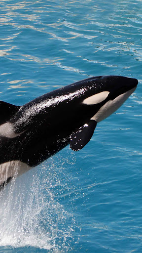 Killer Whale Wallpaper