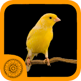 Malika Bird Farm icon