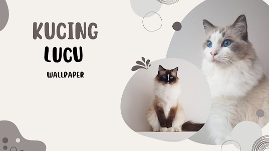 Foto Kucing Imut Wallpaper 4K