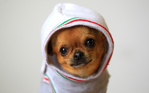 Chihuahua Dog Wallpapers 7