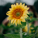 Sunflower Wallpapers - Androidアプリ