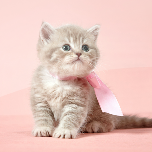 Wallpapers Kitty logo