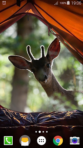 In Tent Live Wallpaper Pro