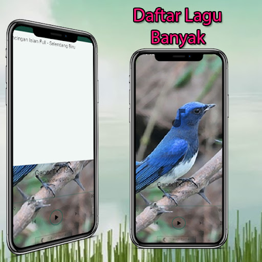 Android application Masteran Selendang Biru Gacor screenshort