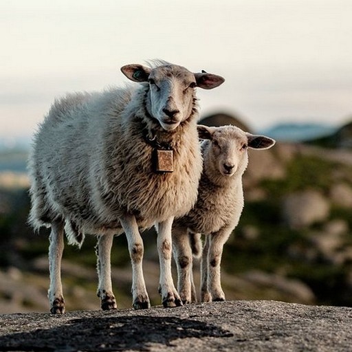 Sheep Wallpapers logo