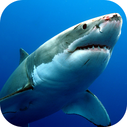 Icon image Sharks Live Wallpaper