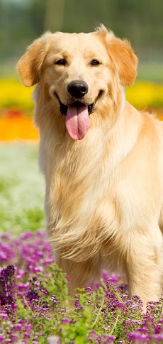 Golden Retriever Dog Wallpaperのおすすめ画像2