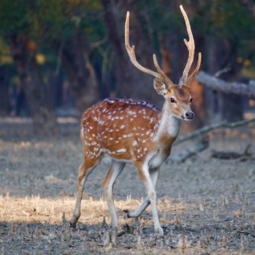 Deer wallpaper Download on Windows