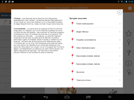 Mémofiches Anatomie Netter