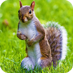 Cover Image of Download Squirrel HD Wallpaper  APK