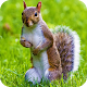 Squirrel Wallpaper Best 4K Download on Windows