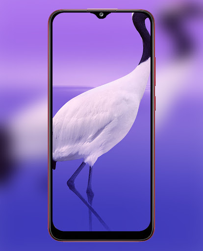 Vivo V21 and Vivo V21e Wallpapers