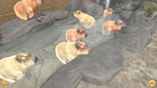 Wasserschwein heiße Quelle
