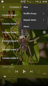 Crickets Sounds