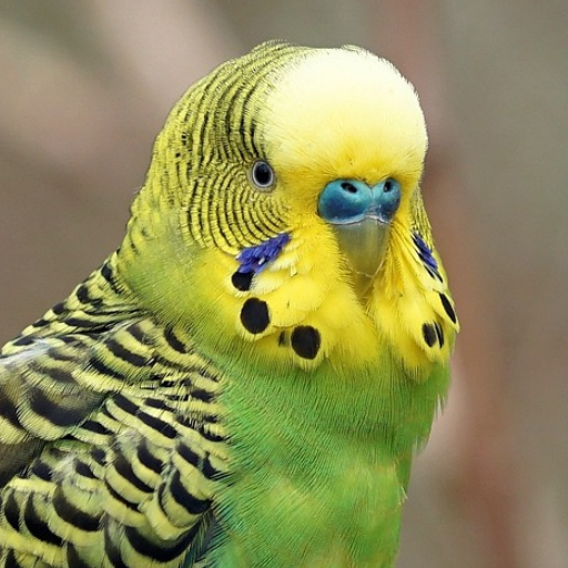 Parakeet Sounds logo
