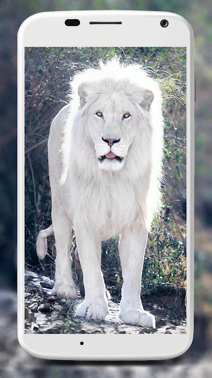 White Lion Wallpapers by Master Developer - (Android Apps) — AppAgg